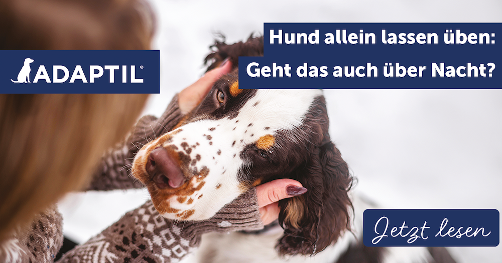 Hund allein lassen üben: Geht das auch über Nacht?