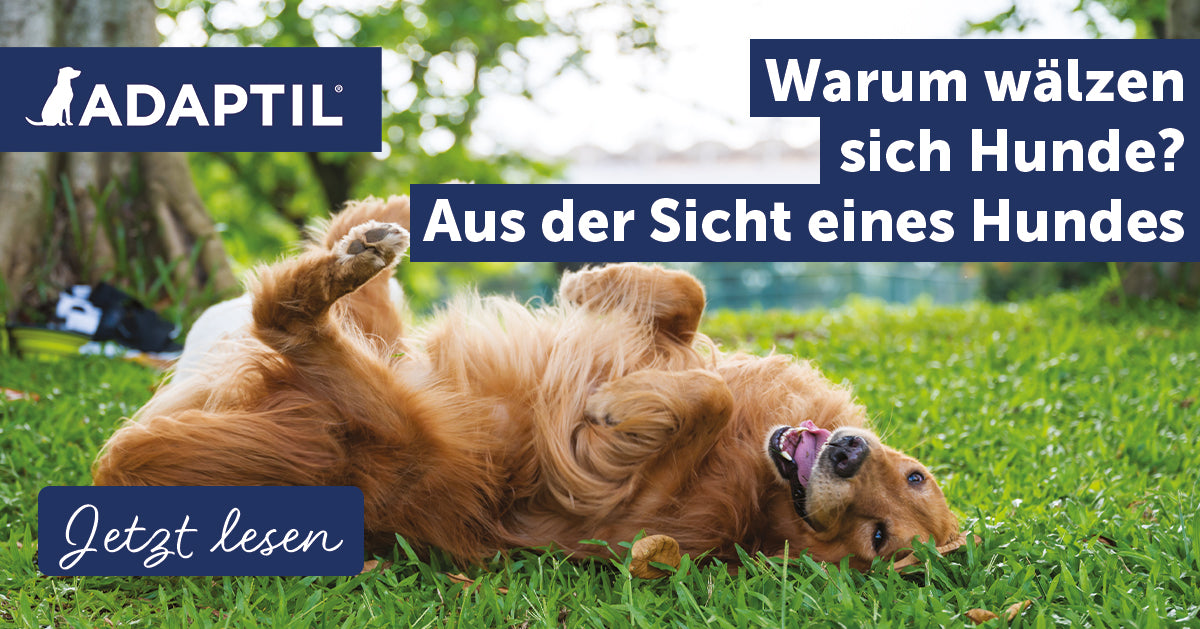Warum wälzen sich Hunde? Aus der Sicht eines Hundes