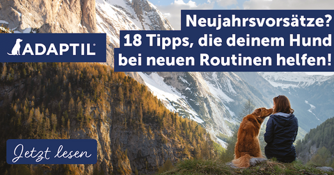 Neujahrsvorsätze? 18 Tipps, die deinem Hund bei neuen Routinen helfen!