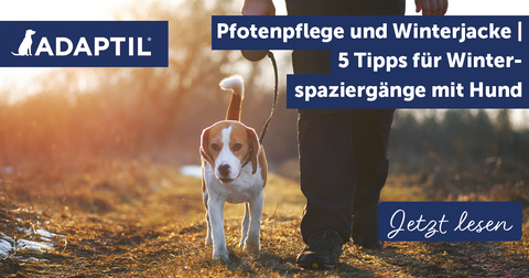 Pfotenpflege und Winterjacke | 5 Tipps für Winterspaziergänge mit Hund