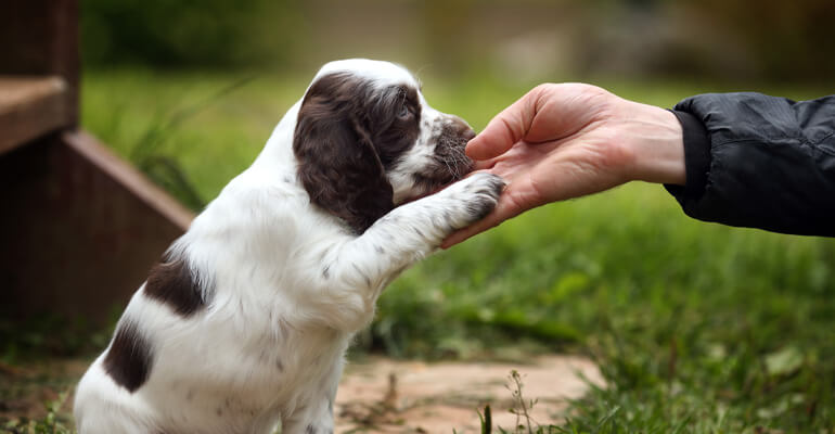 Darum gibt dein Hund ständig Pfote