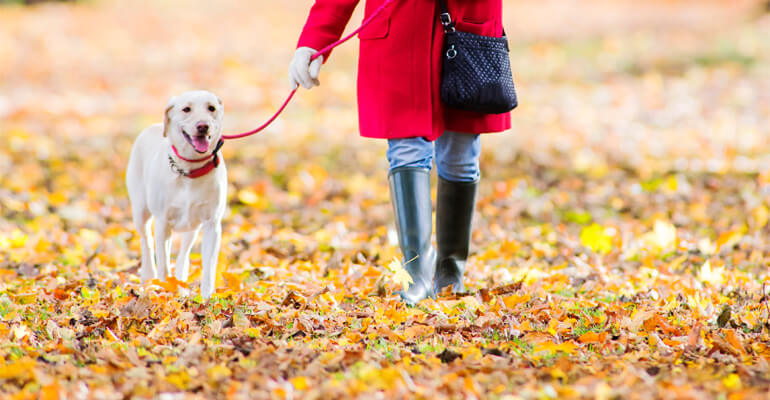 Dein Hund hat plötzlich Angst beim Gassi gehen? 8 Tipps die helfen!