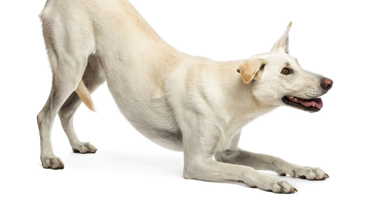 Die Körpersprache des Hundes deuten | Eine Hundetrainerin erklärt