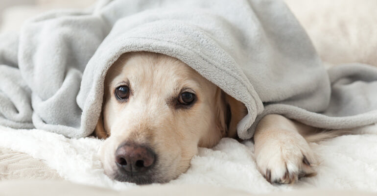 So trauern Hunde: Wenn der Partner fehlt