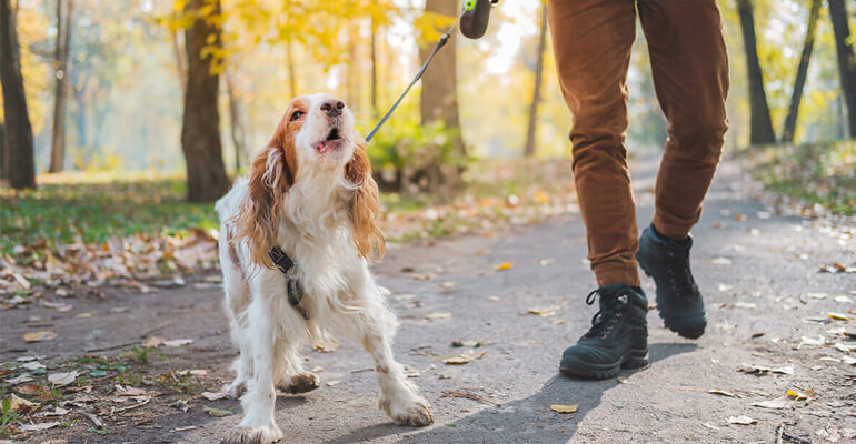 Hund Bellen abgewöhnen | Sanfte Alternativen zu Erziehungshalsbändern