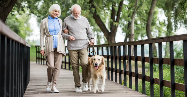 Alter Hund: Wenn die Schnauze grau wird