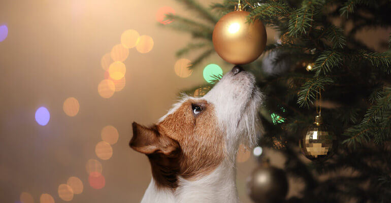 Weihnachten & Hund | So wird dein Weihnachtsbaum hundesicher