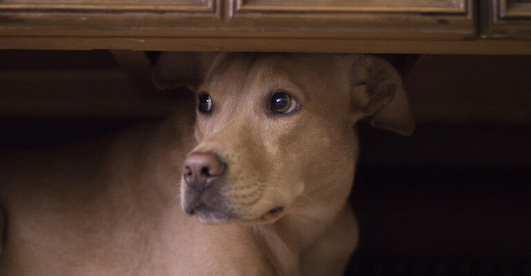 Ängstlicher Hund | Wie du Nervosität erkennen & reduzieren kannst