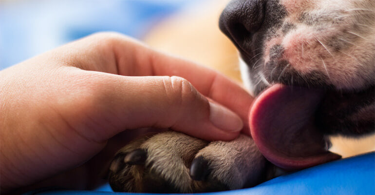 Hund beschäftigen (2) | Nasen- & Pfotenhund unterscheiden & auslasten