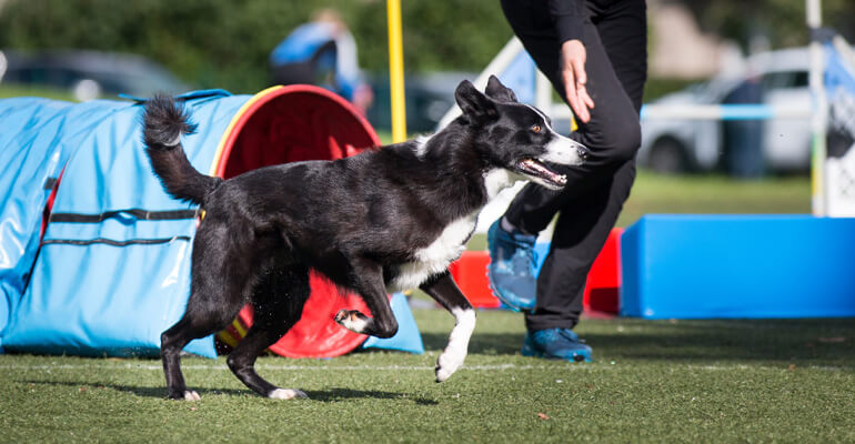 4 Arten, wie ADAPTIL euch beim Hundetraining draußen unterstützen kann