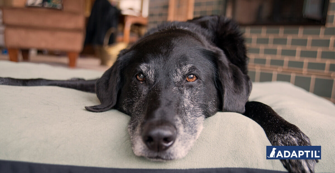 Das solltest du bedenken, bevor du einen alten Hund adoptierst