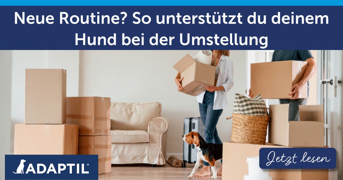 Neue Routine? So unterstützt du deinem Hund bei der Umstellung