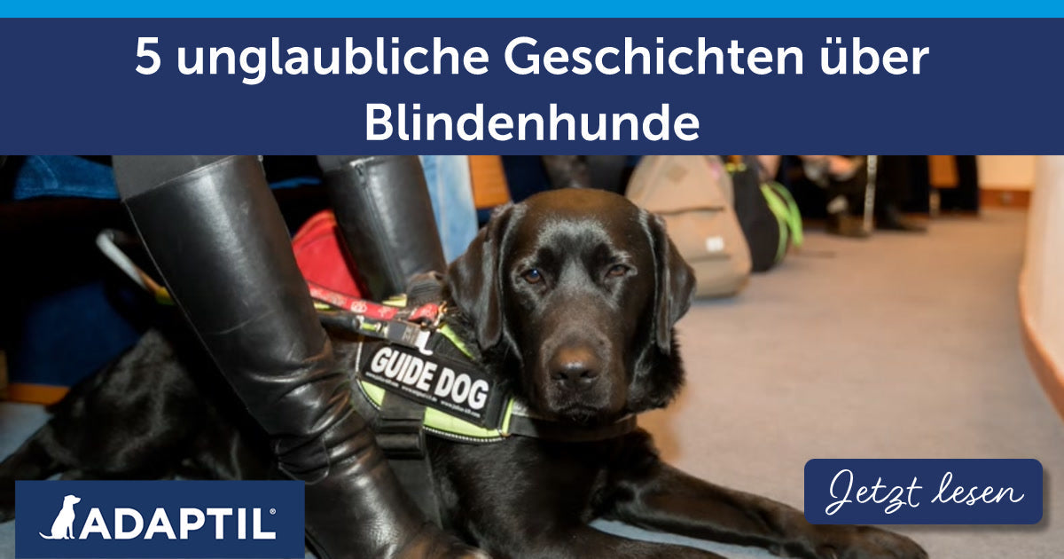 5 unglaubliche Geschichten über Blindenhunde