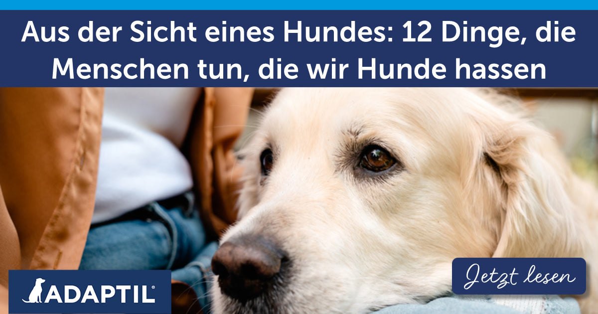 Aus der Sicht eines Hundes: 12 Dinge, die Menschen tun, die wir Hunde hassen