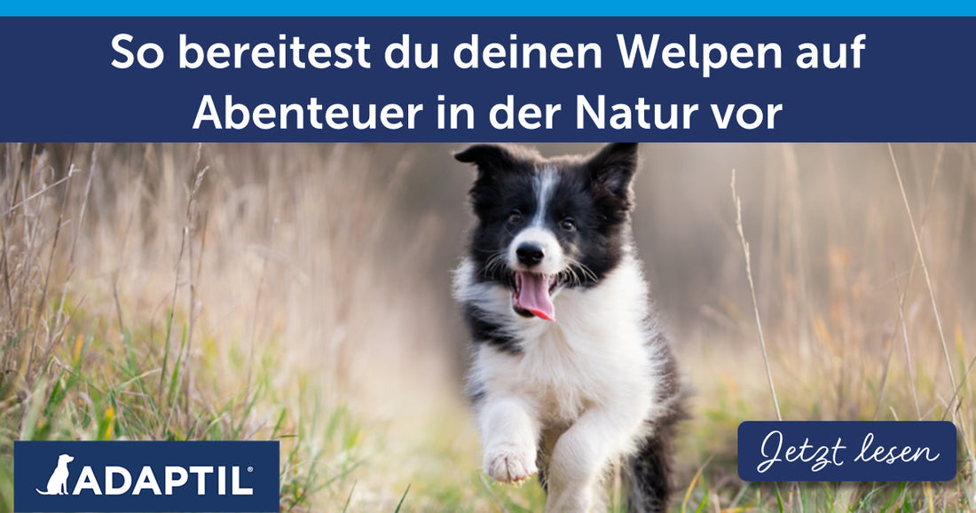 So bereitest du deinen Welpen auf Abenteuer in der Natur vor