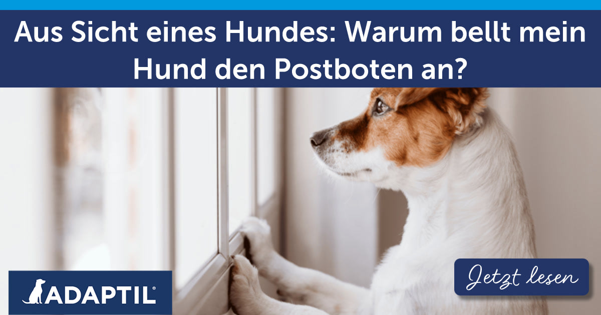 Aus Sicht eines Hundes: Warum bellt mein Hund den Postboten an?