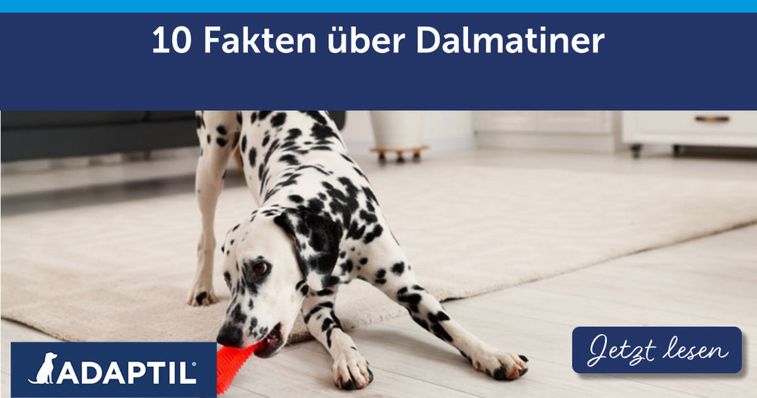 10 Fakten über Dalmatiner