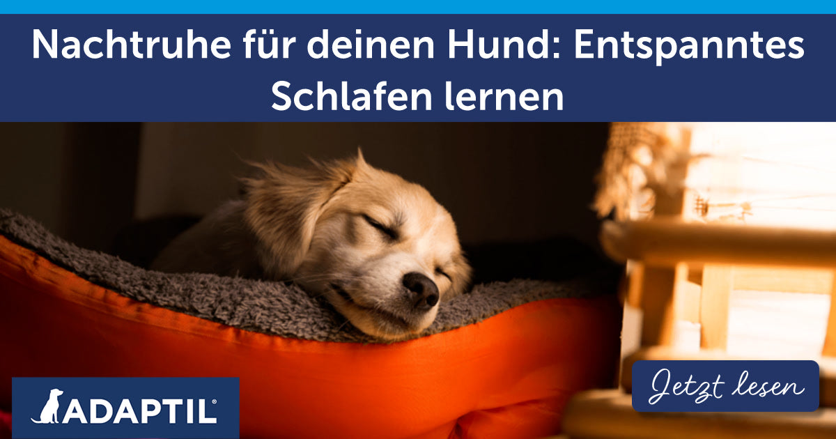 Nachtruhe für deinen Hund: Entspanntes Schlafen lernen