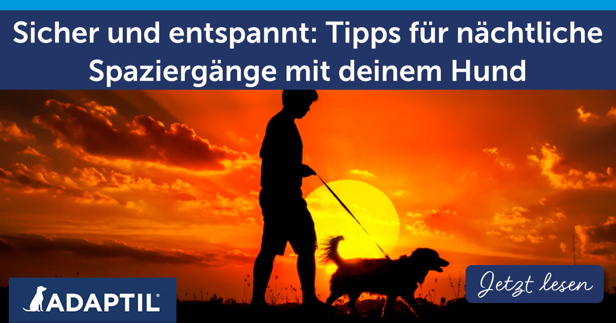 Sicher und entspannt: Tipps für nächtliche Spaziergänge mit deinem Hund