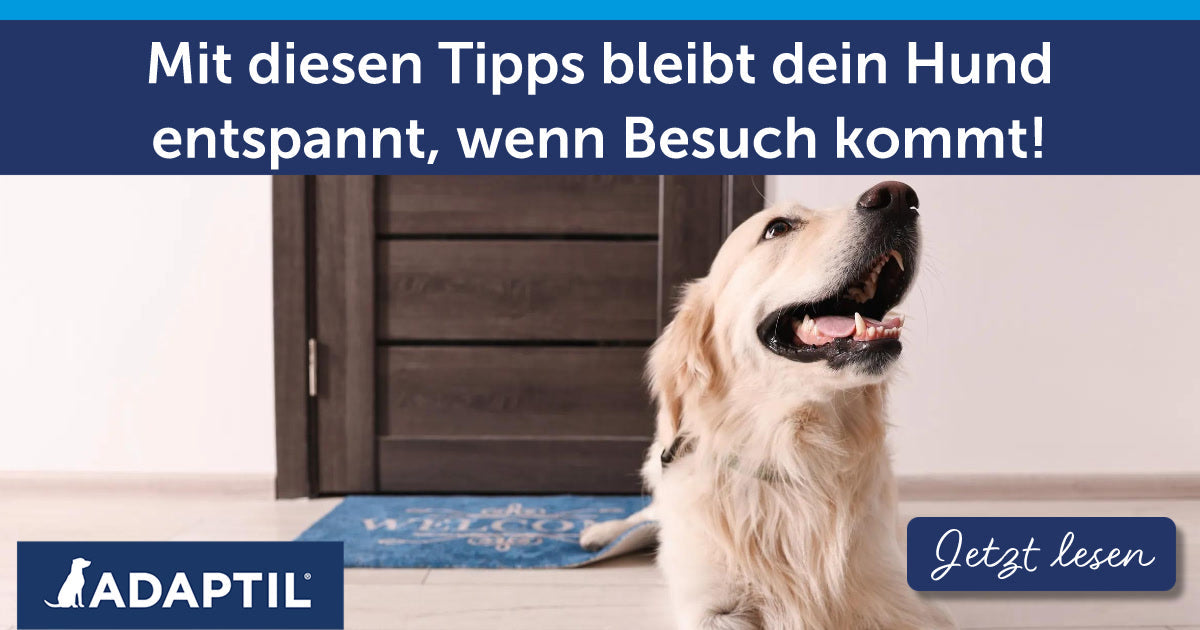 Mit diesen Tipps bleibt dein Hund entspannt, wenn Besuch kommt!