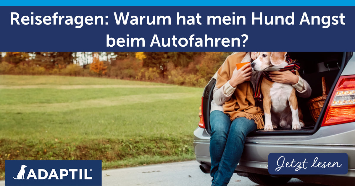 Reisefragen: Warum hat mein Hund Angst beim Autofahren?