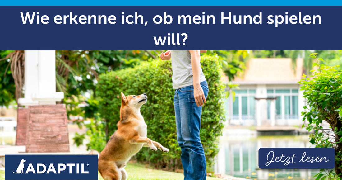 Wie erkenne ich, ob mein Hund spielen will?