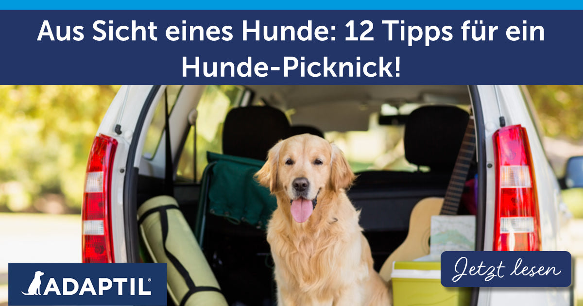 Aus Sicht eines Hunde: 12 Tipps für ein Hunde-Picknick!
