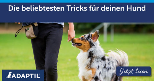 Die beliebtesten Tricks für deinen Hund!
