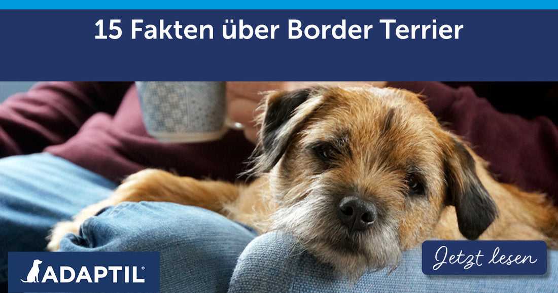 15 Fakten über Border Terrier