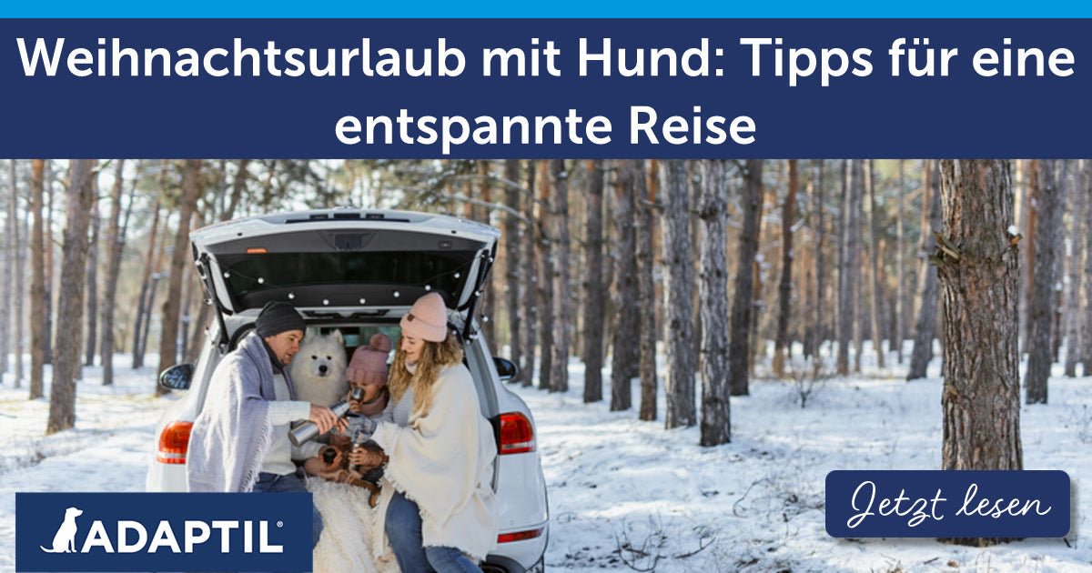 Weihnachtsurlaub mit Hund: Tipps für eine entspannte Reise