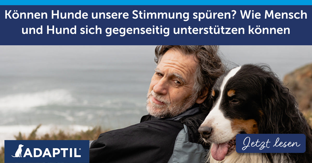Können Hunde unsere Stimmung spüren? Wie Mensch und Hund sich gegenseitig unterstützen können
