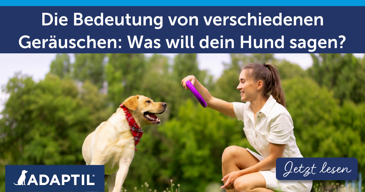 Die Bedeutung von verschiedenen Geräuschen: Was will dein Hund sagen?