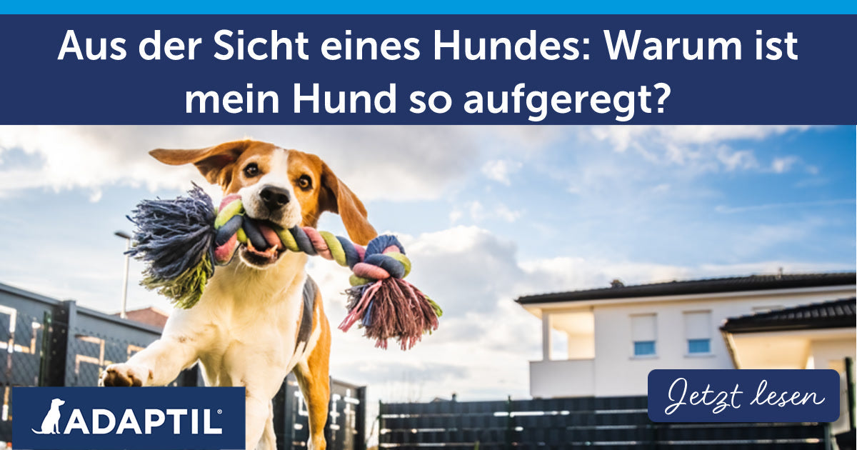 Aus der Sicht eines Hundes: Warum ist mein Hund so aufgeregt?