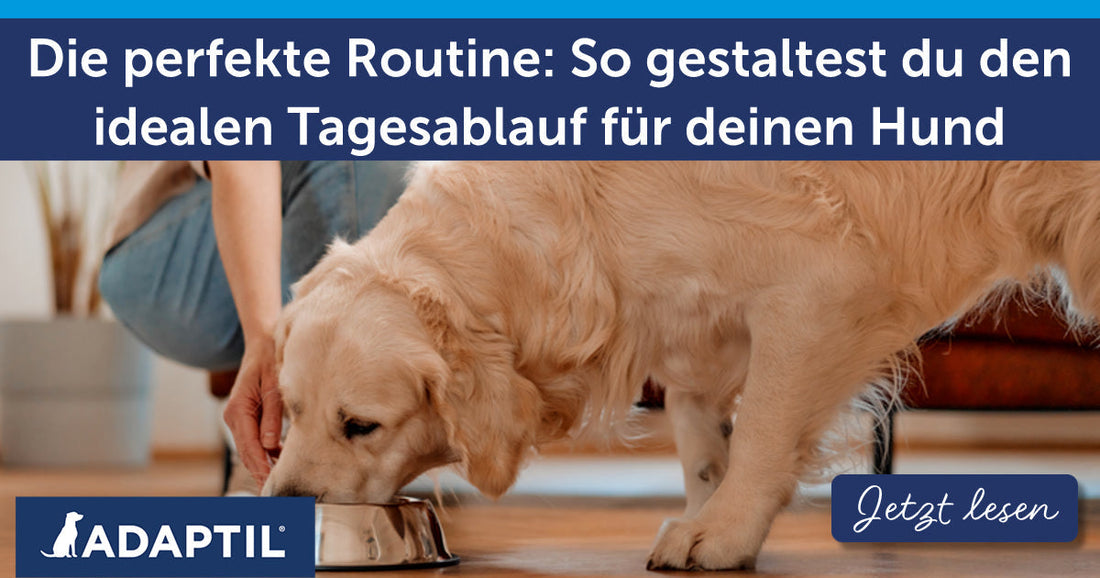 Die perfekte Routine: So gestaltest du den idealen Tagesablauf für deinen Hund