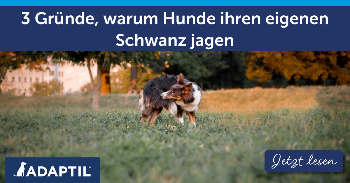 3 Gründe, warum Hunde ihren eigenen Schwanz jagen