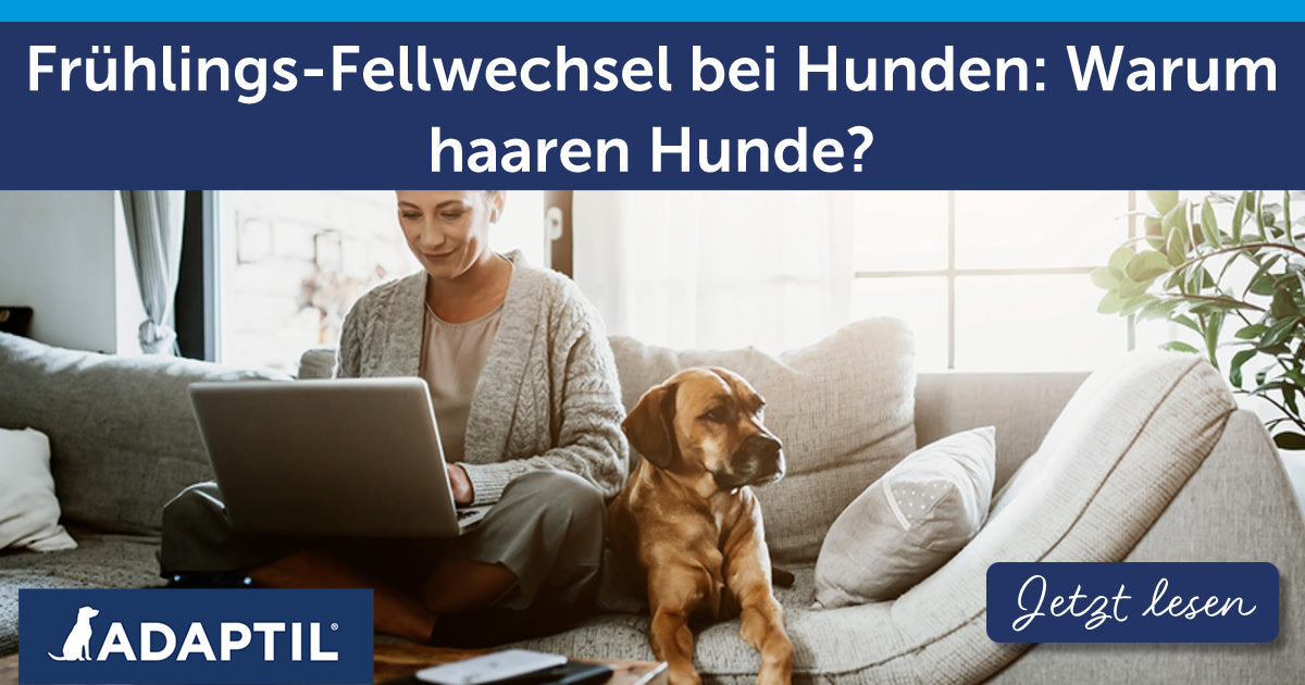 Frühlings-Fellwechsel bei Hunden: Warum haaren Hunde?