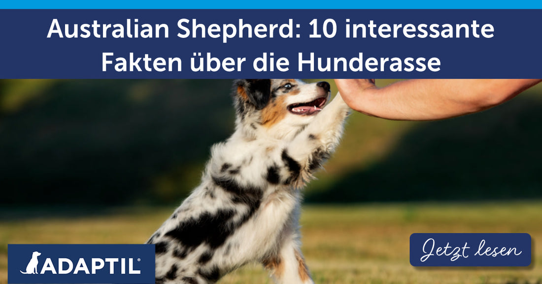 Australian Shepherd: 10 interessante Fakten über die Hunderasse