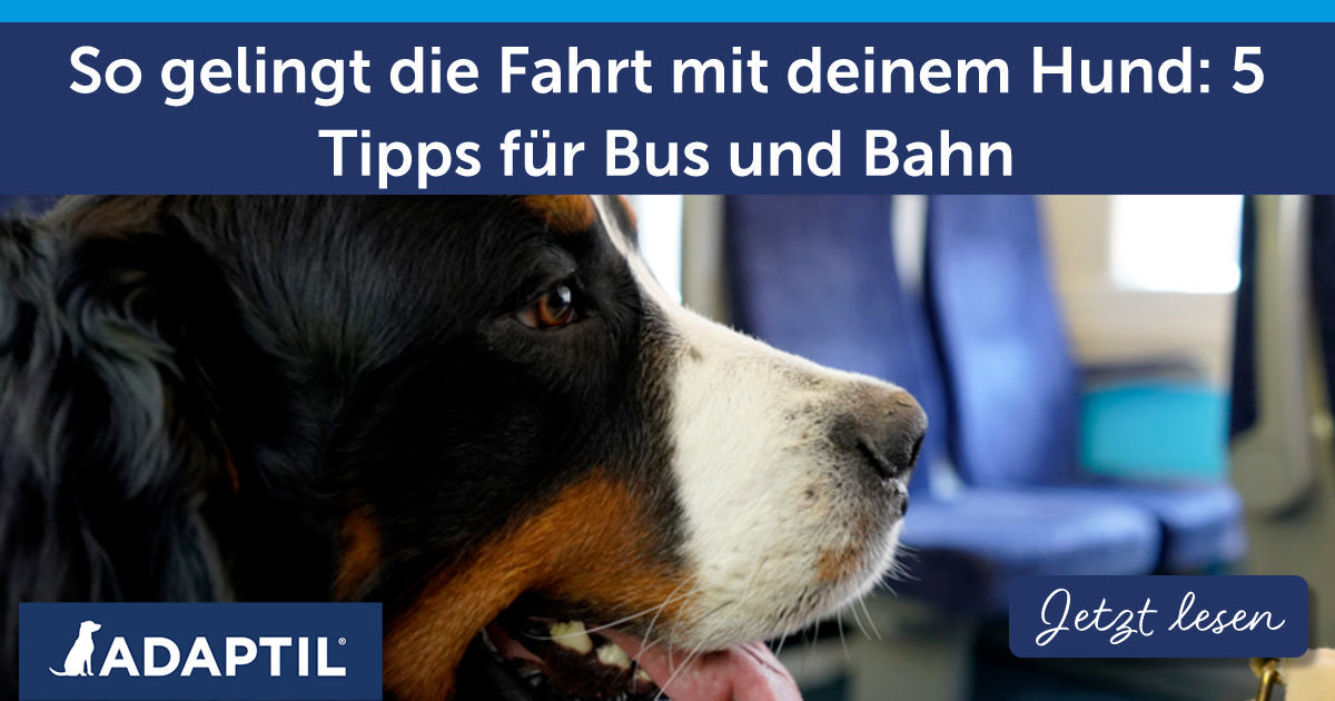 So gelingt die Fahrt mit deinem Hund: 5 Tipps für Bus und Bahn