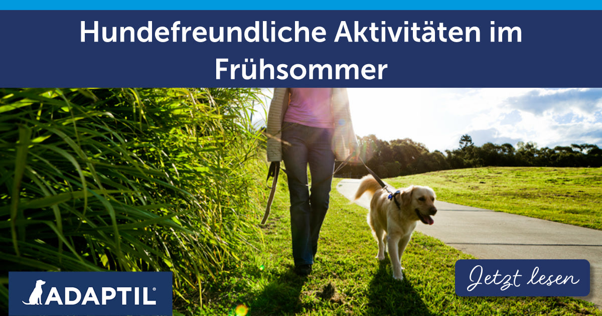 Hundefreundliche Aktivitäten in diesem Frühsommer