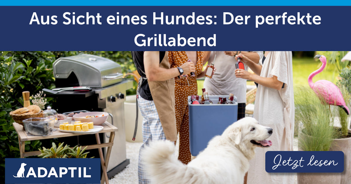 Aus Sicht eines Hundes: Der perfekte Grillabend