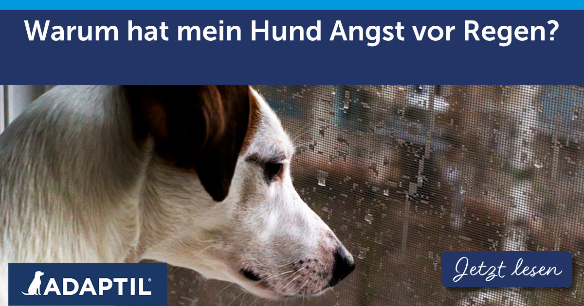 Warum hat mein Hund Angst vor Regen?