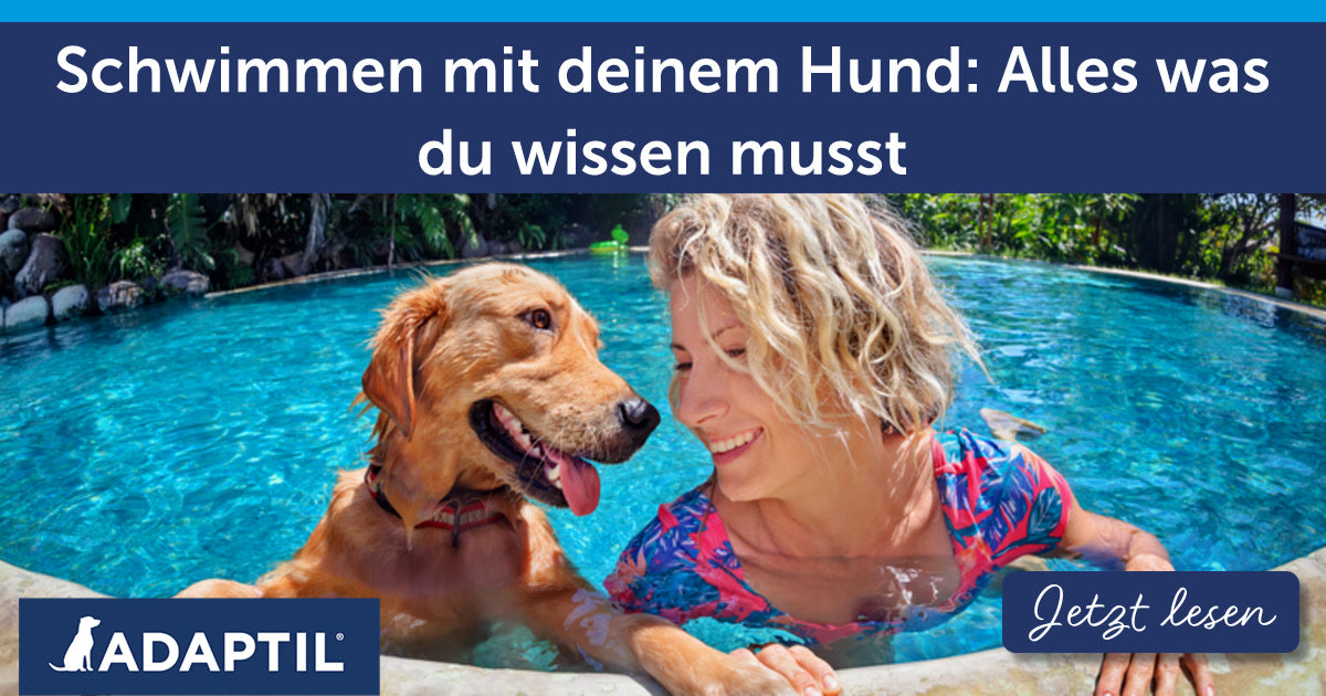 Schwimmen mit deinem Hund: Alles was du wissen musst