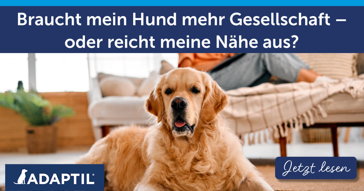 Braucht mein Hund mehr Gesellschaft – oder reicht meine Nähe aus?