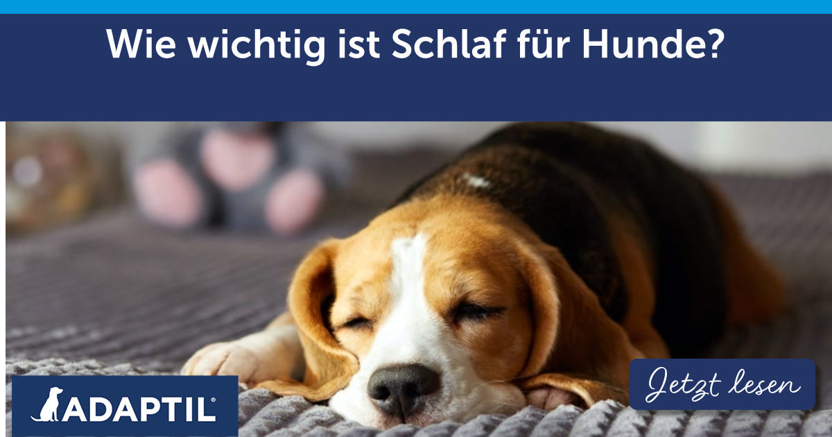 Wie wichtig ist Schlaf für Hunde?