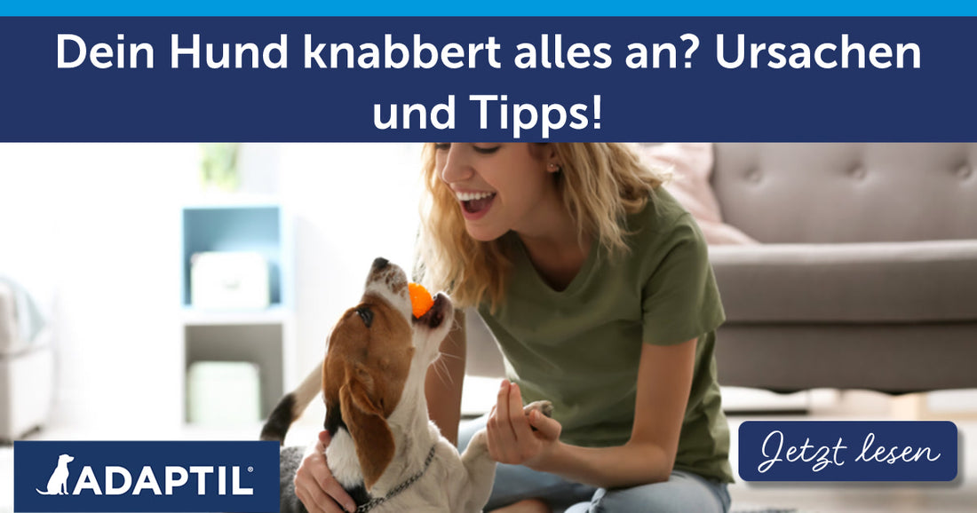 Dein Hund knabbert alles an? Ursachen und Tipps!