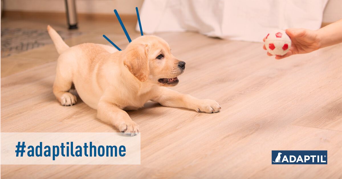 Hunde beschäftigen | So bleibt der Vierbeiner aktiv & ausgelastet