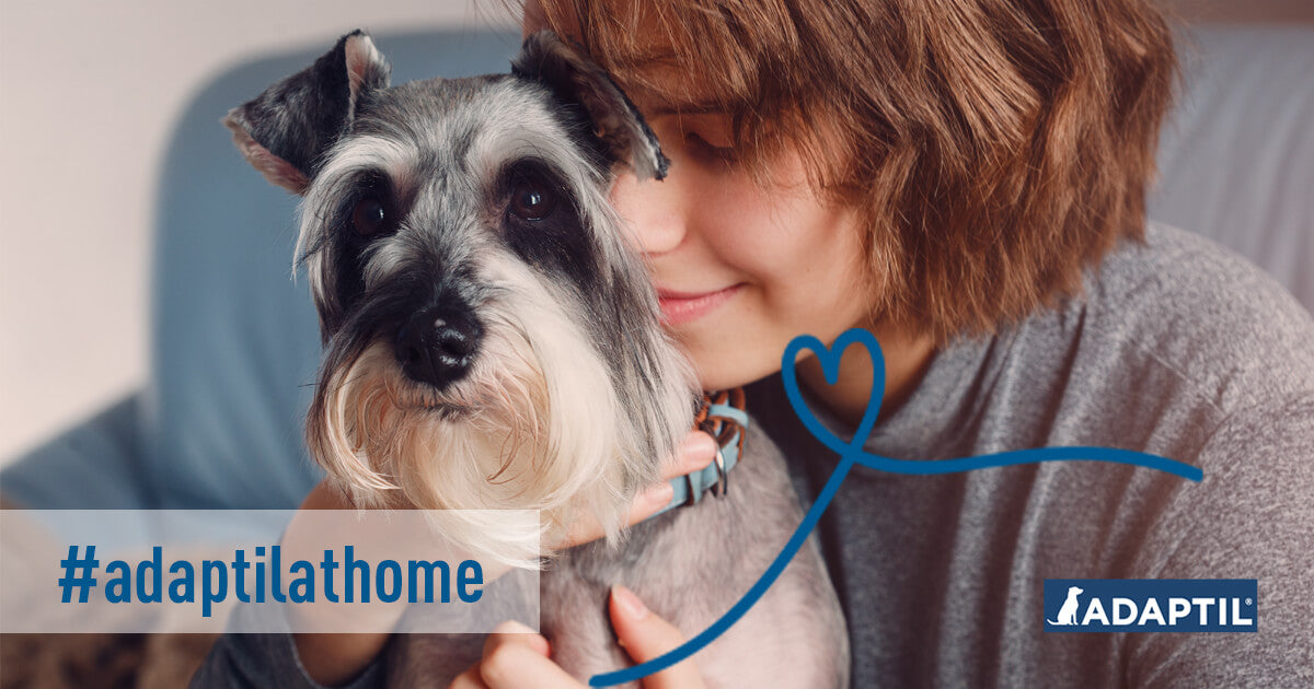 Kann mein Hund COVID19 bekommen oder übertragen?