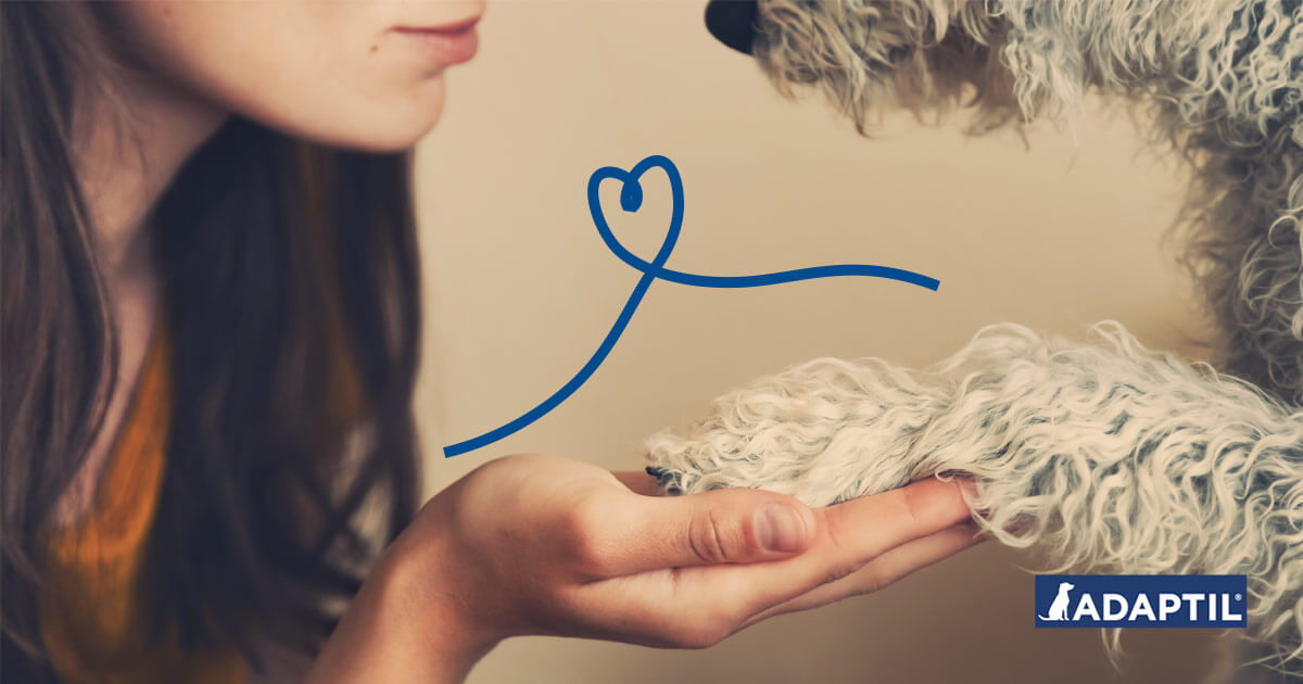 Darum ist dein Hund dein bester Freund in der Corona-Krise