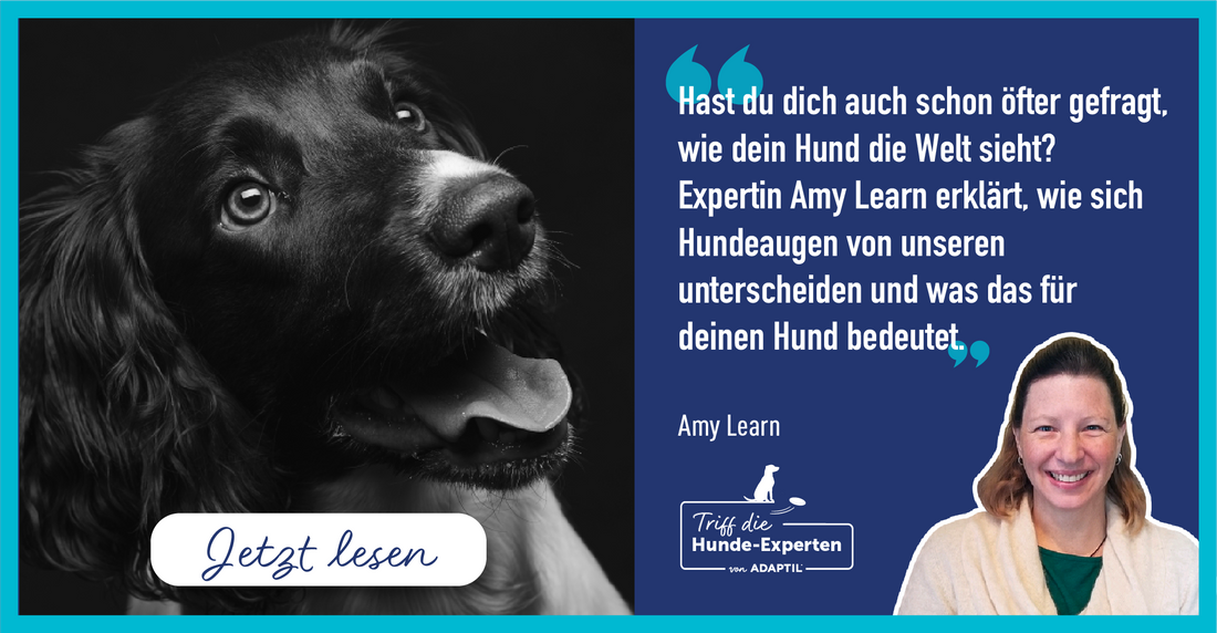 Wie sieht der Hund? ADAPTIL Hunde-Expertin Amy Learn erklärt (1)