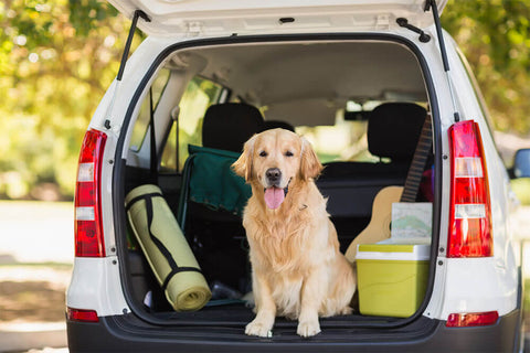 Campen mit Hund | 8 Tipps für deinen Campingausflug inkl. Packliste!